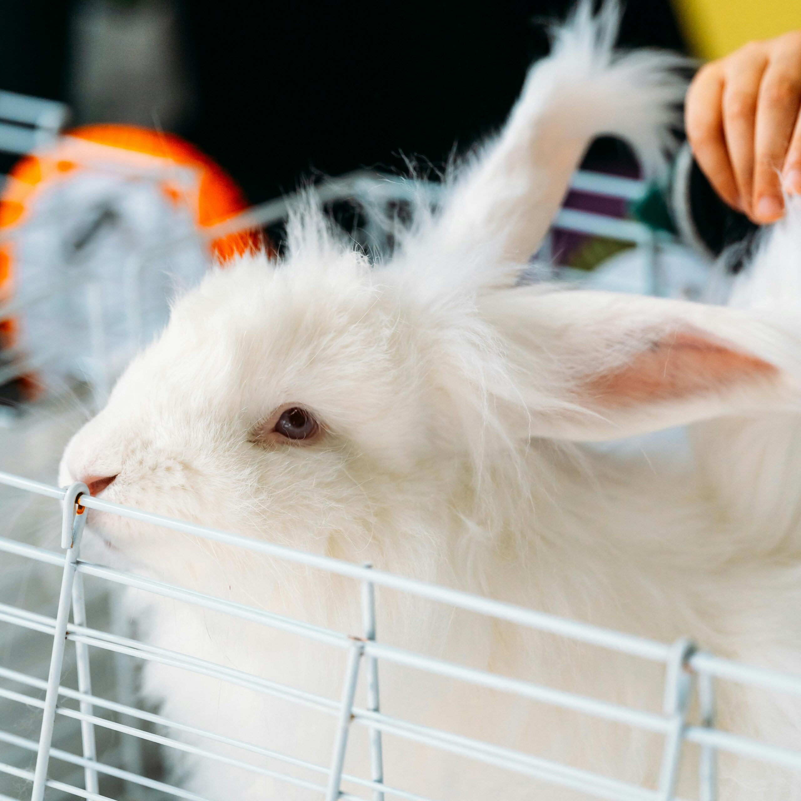 pexels-blackcurrant-great-2016663774-36587617